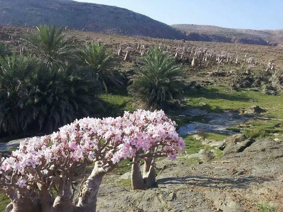 سقطرى.. الجزيرة التي تختصر اليمن وتختزن كنزاً طبيعياً لا مثيل له