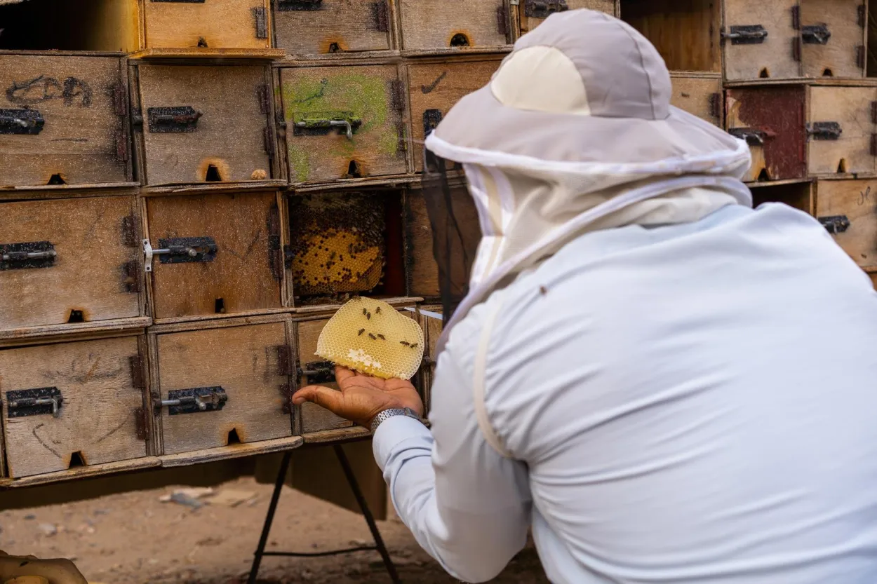 الحرب خفضت صادرات العسل اليمني بأكثر من 50% وتهدد معيشة 100 ألف نحال