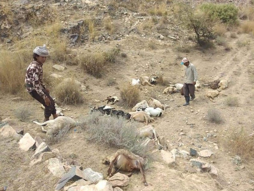 نفوق أغنام نتيجة انفجار الغام زرعها الحوثيين في البيضاء